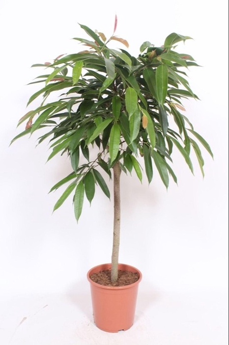 <h4>Ficus Amstel King</h4>