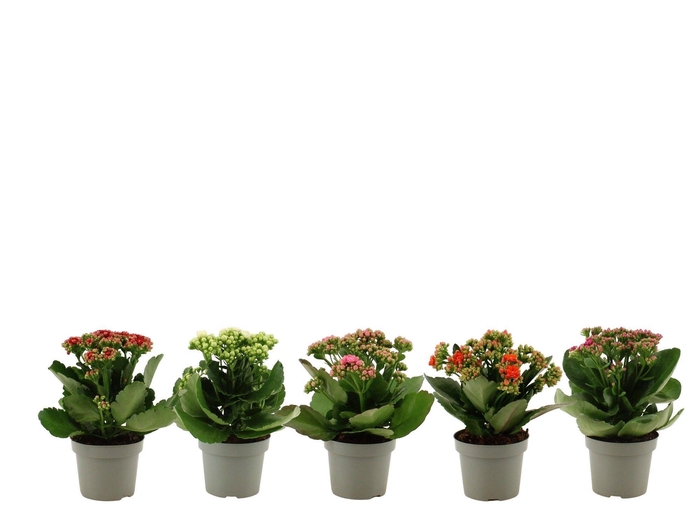 Kalanchoë 12 cm 5 color mix without sleeve