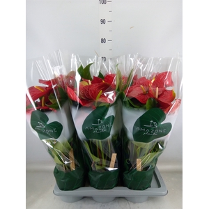 Anthurium andr. 'Nevada'