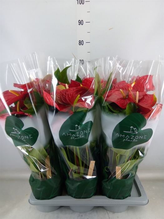 <h4>Anthurium andr. 'Nevada'</h4>