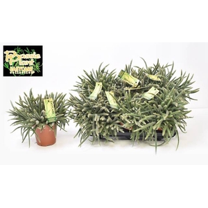 Rhipsalis baccifera (Cites) 12Ø 25cm