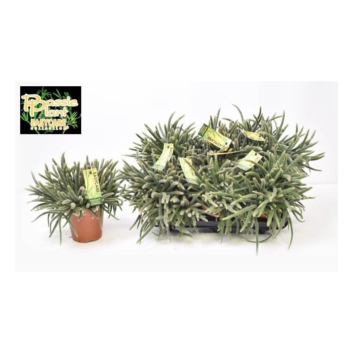 <h4>Rhipsalis baccifera (Cites) 12Ø 25cm</h4>
