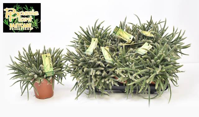 Rhipsalis baccifera (Cites) 12Ø 25cm