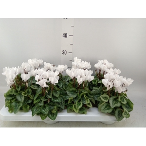 Cyclamen KL 'Donatello'