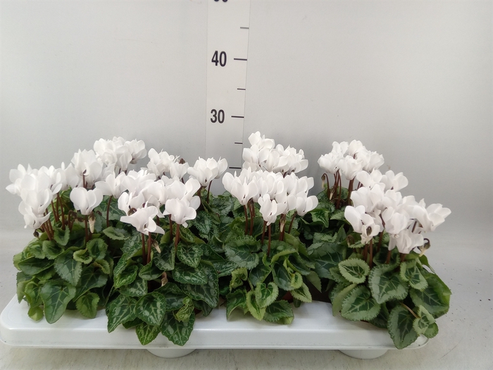 <h4>Cyclamen KL 'Donatello'</h4>