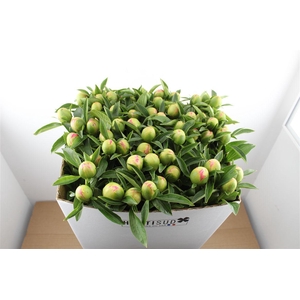 Paeo L Pink Hawaiian Coral