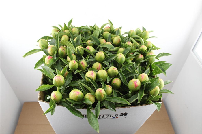 <h4>Paeo L Pink Hawaiian Coral</h4>