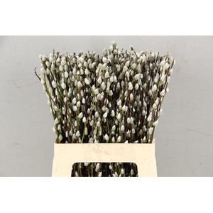 SALIX SNOWFLAKE  060CM