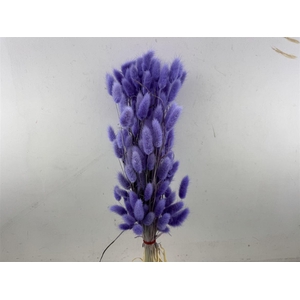Dried Lagurus X5 Bl Lavender Bunch