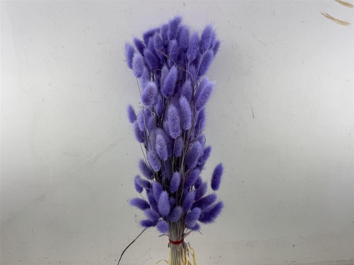 <h4>Dried Lagurus X5 Bl Lavender Bunch</h4>