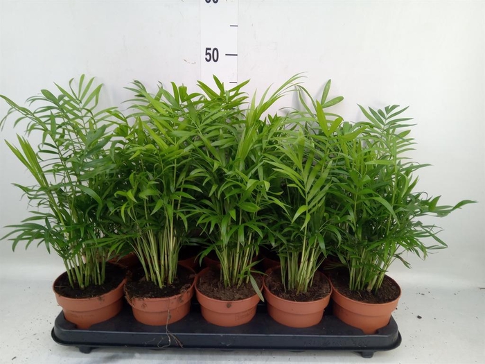 <h4>Chamaedorea elegans</h4>