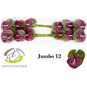 ANTH A JUMBO 12