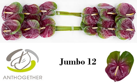 <h4>Anthurium Jumbo</h4>