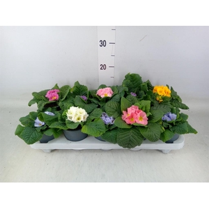 Primula ac.   ...mix