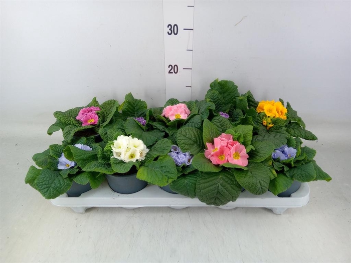 <h4>Primula ac.   ...mix</h4>