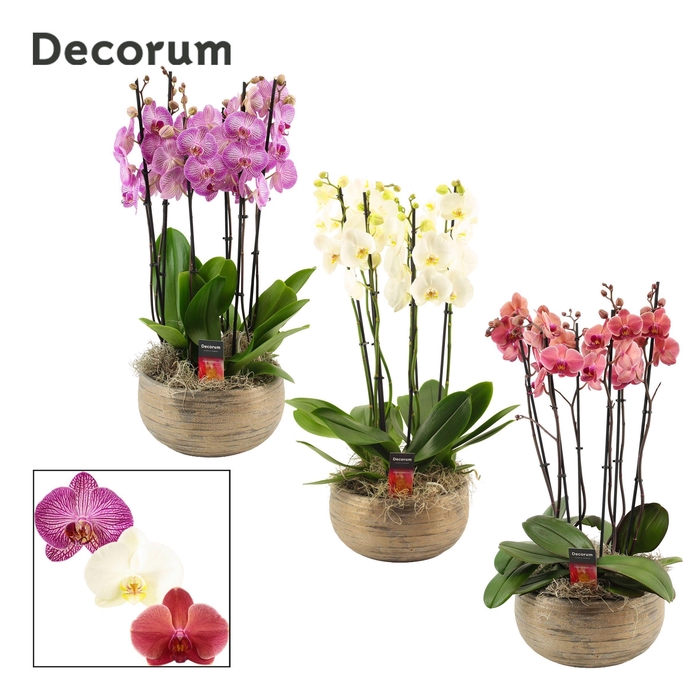 <h4>Oro 6 tak symphony mix (Deco-collection)</h4>