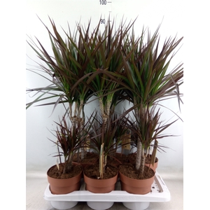 Dracaena marg. 'Magenta'
