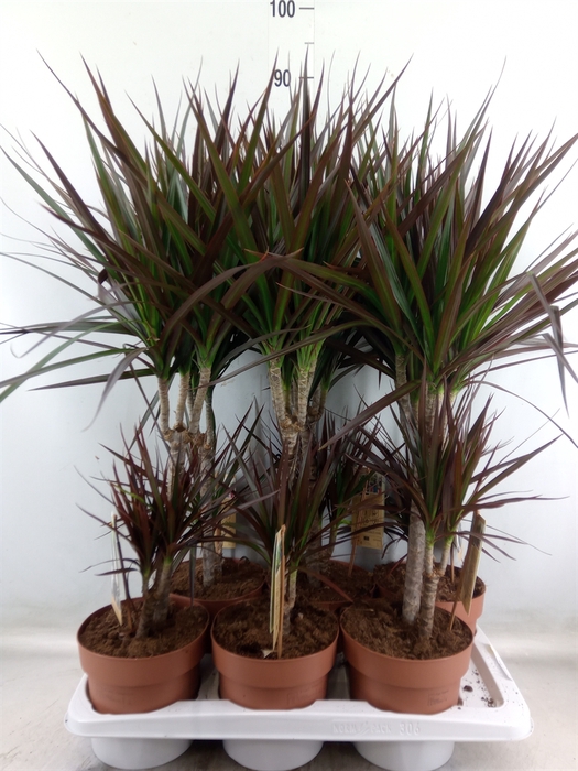<h4>Dracaena marg. 'Magenta'</h4>