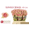 Rosa grootbloemig De Ruiter's Lovely Jewel