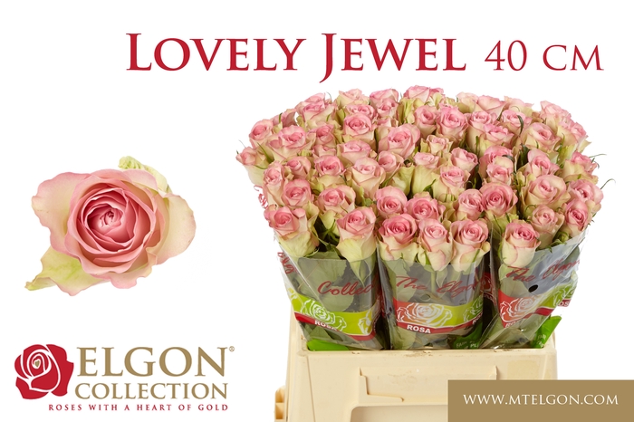 <h4>R GR LOVELY JEWEL</h4>