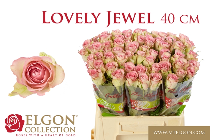 Rosa grootbloemig De Ruiter's Lovely Jewel