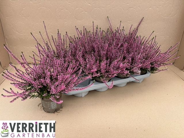 <h4>CALLU GA G ROSITA P12</h4>