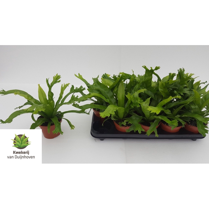 <h4>Asplenium Nidus Crissie 12Ø 25cm</h4>