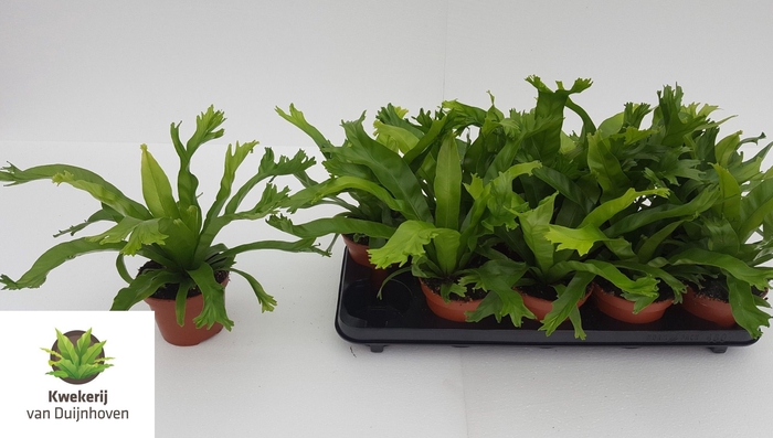Asplenium Nidus Crissie 12Ø 25cm