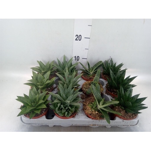 Aloe   ...mix