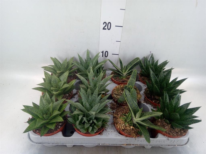 <h4>Aloe   ...mix</h4>