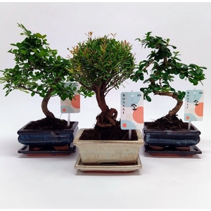 Bonsaimix 'Traditional' 15 cm