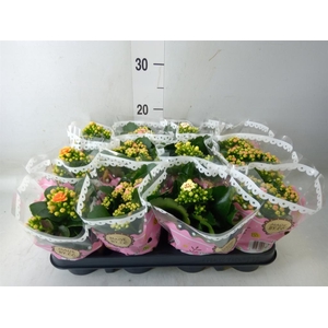 Kalanchoe blos. ..mix