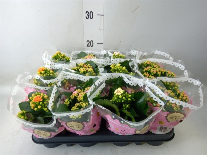 <h4>Kalanchoe blos. ..mix</h4>