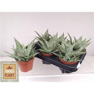 Aloe Safari