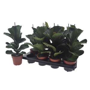 FICUS LYRATA BAMBINO