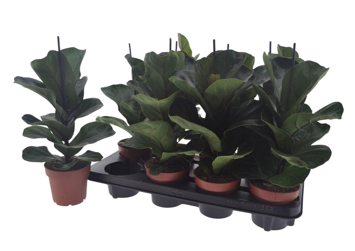 <h4>FICUS LYRATA BAMBINO</h4>