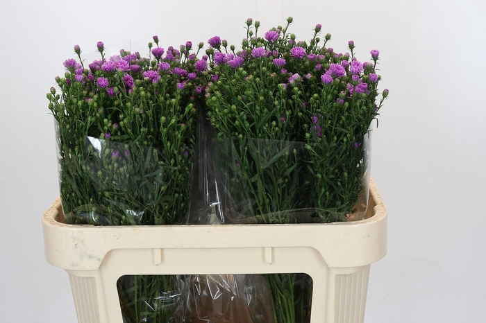 <h4>Aster Casarosa</h4>