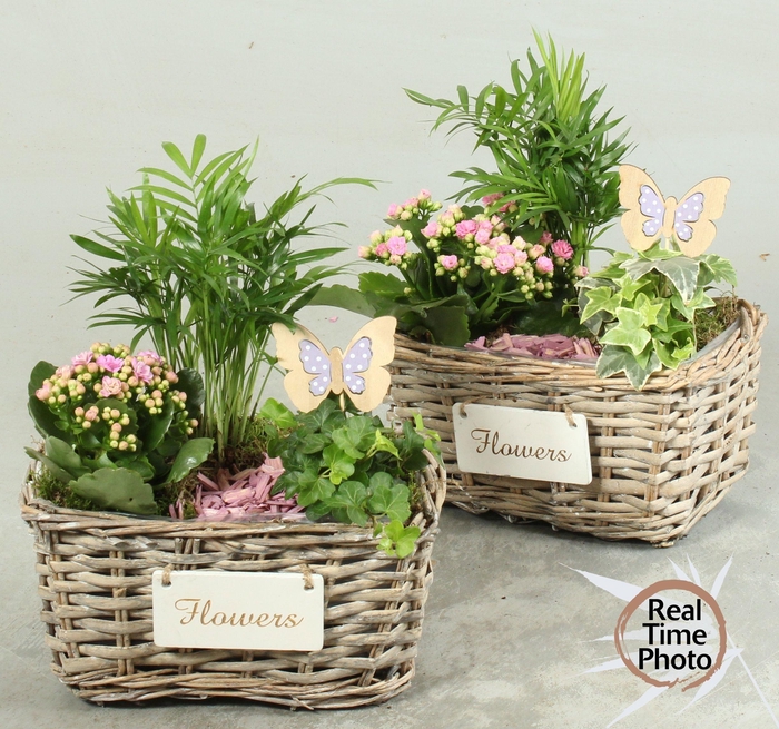 <h4>ARR KAMERPL</h4>