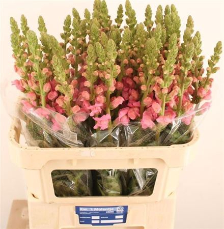 <h4>Antir Poto Rose</h4>