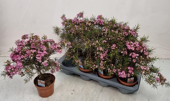 <h4>CHAMEL U OV</h4>