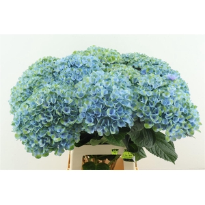 Hydr M Revolution Blue 70-20