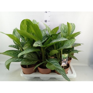 Aglaonema   ...
