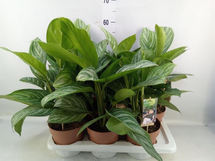 <h4>Aglaonema   ...</h4>