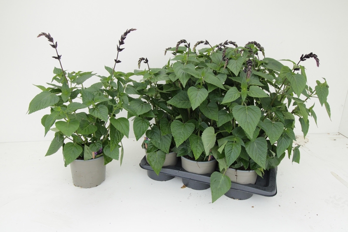 <h4>SALVIA PURPLE BLOOM</h4>