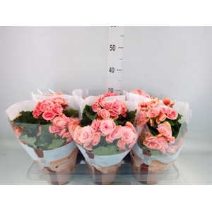 Begonia elat. DU 'Borias'