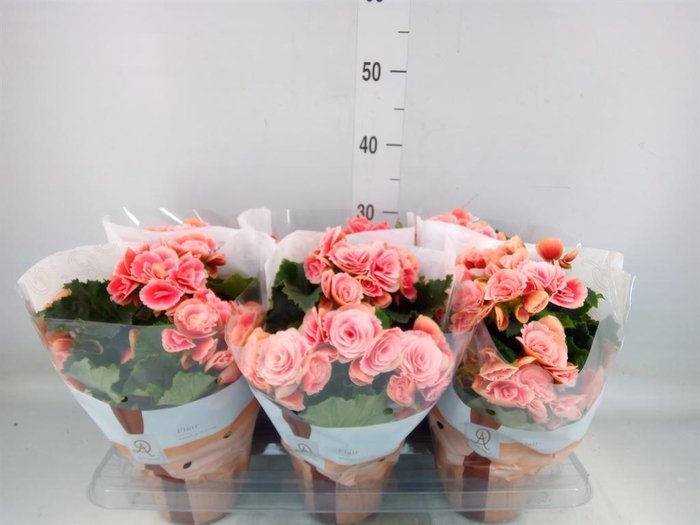 <h4>Begonia elat. DU 'Borias'</h4>