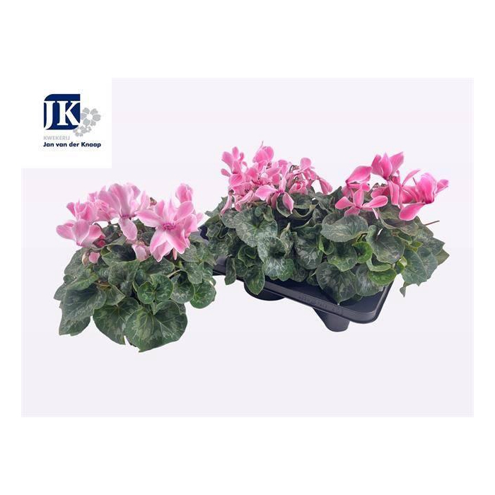 <h4>CYCL GR SUP MAMMOTH</h4>