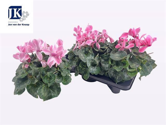 <h4>CYCL GR SUP MAMMOTH</h4>