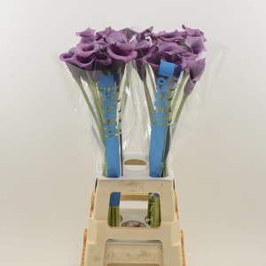 Calla Ranomi