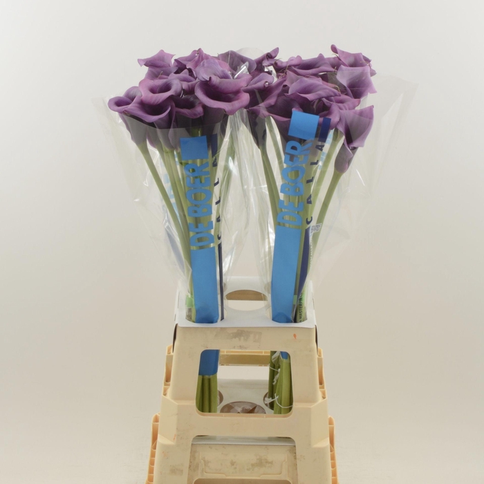 <h4>Calla Ranomi</h4>